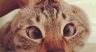 Милейшие коты с глазками "вразбег", чей изъян делает их уникальными (21 фото)