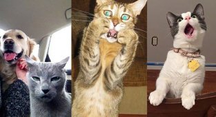 Коты, по которым Оскар плачет (11 фото)