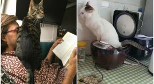Кот в доме хозяин: подборка случаев, когда коты показали, кто тут главный (18 фото)