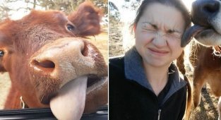 20 веселых коров, которые почему-то считают себя собаками (21 фото)
