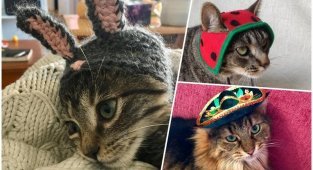 25+ очаровательных котиков в шапках для поднятия настроения (29 фото)