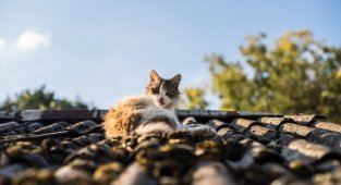 Очень колоритные уличные коты (30 фото)