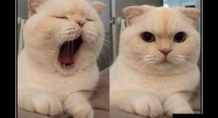 Образ кошки в демотиваторах (18 фото)