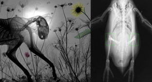 17 жутковатых рентгеновских снимков животных (19 фото)