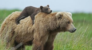 Самые трогательные мамы-медведицы и их медвежата (55 фото)