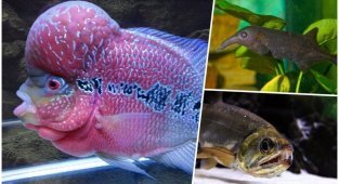 Самые странные и необычные аквариумные рыбы (21 фото)