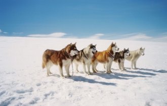 Как собаки Южный полюс открывали (8 фото)