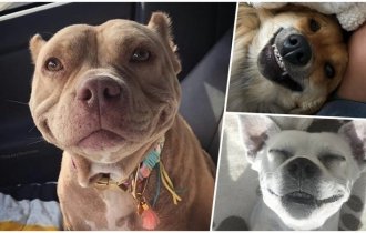 25 собак с очаровательными улыбками для поднятия настроения (26 фото)