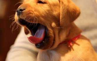 Зевающие животные. Попробуйте посмотреть и не зевнуть (11 фото)