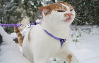 Кошки,которые не любят снег (15 фото)