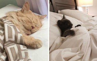 18 фотодоказательств, что кровать становится уютней, если в ней спит кошка (19 фото)