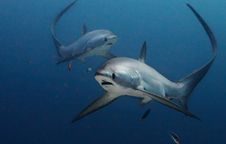 Лисья акула: Невероятно милая акула, которая сражается своим хвостом, как боевой плетью (8 фото)