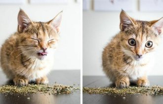 Как выглядят коты под воздействием кошачьей мяты: 15 забавных фотографий (16 фото)