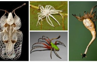 20 удивительных насекомых и пауков, в существование которых сложно поверить (25 фото)