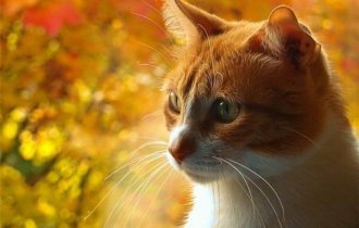 Кошки и осень (47 фото)