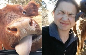 20 веселых коров, которые почему-то считают себя собаками (21 фото)