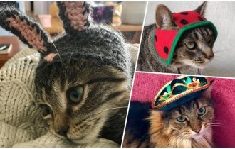 25+ очаровательных котиков в шапках для поднятия настроения (29 фото)