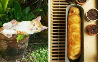 20 снимков котиков в горшках, доказывающих, что коты — цветы жизни, которые не нужно поливать (21 фото)