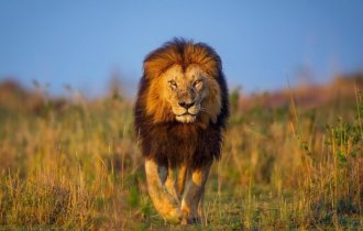 О львах – неприхотливых, но очень опасных царях природы (8 фото)