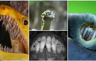 ТОП-20 удивительных зубов из мира животных (22 фото + 1 видео)