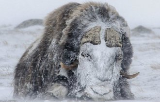 Овцебык: Титан Арктики. Как возможно выживание в условиях сверхнизких температур и лета в 1 месяц? (9 фото)