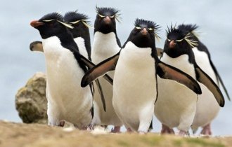 Думаете, что пингвины милые и ласковые? Ошибаетесь (15 фото)