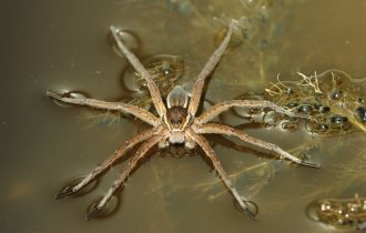 Каёмчатый охотник: Крупный паук, который обитает на реках и озёрах по всей России. Он умеет ходить по воде и ловить рыбу! (7 фото)
