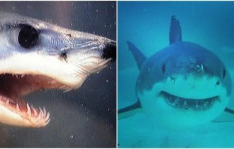12 фактов об акулах, которые откроют для вас что-то новое (13 фото)