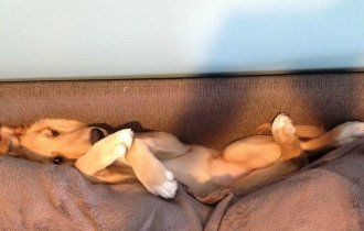 17 собак, которые забыли, как правильно использовать диван (18 фото)