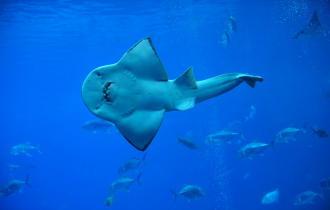 Рыба-халява: Смешное и доброе существо оказалось возможной переходной формой между акулой и скатом (8 фото)