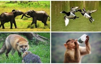 25 удивительных снимков животных в движении (26 фото)