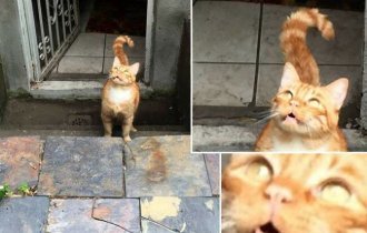 20 смешных домашних кошек, которым очень не нравится гулять на улице (20 фото)