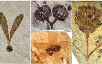 Ископаемое искусство: 20 прекрасных отпечатков растений, которые когда-то жевали динозавры (20 фото)