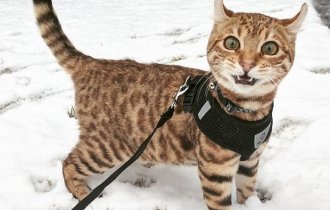 Забавные фотографии животных, которые в первый раз увидели снег (12 фото)