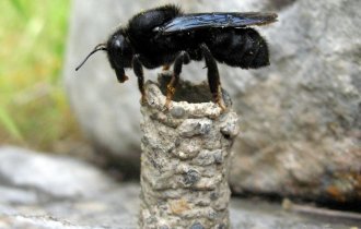 Пчела-каменщик: Отрыгивает цемент, строит каменные гнёзда и программирует пол не только своих детей, но и внуков (8 фото)
