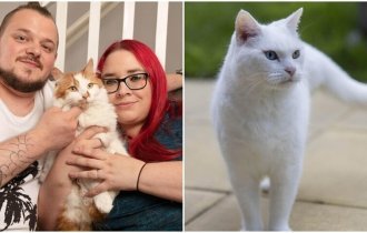 Кошки-герои: трогательные истории о котах, изменивших жизнь людей (13 фото)