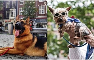5 городов, в которых больше всего обожают собак (6 фото)