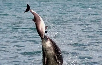 Обыкновенная морская свинья: Крошечные киты, которым по жизни не повезло, а над ними ещё и дельфины издеваются (9 фото)