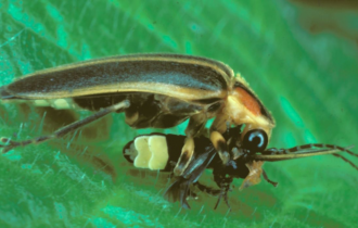 Светлячок-фотурис: Самое хитрое насекомое, что я встречал. Сложнейшая схема убийств и соблазнений (8 фото)