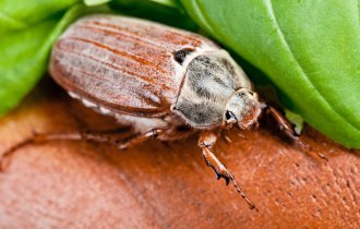 Такой майский жук: умилительный, удивительный и вредный (3 фото)
