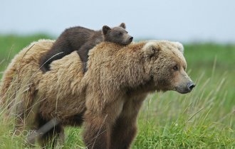 Самые трогательные мамы-медведицы и их медвежата (55 фото)