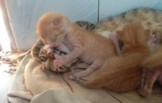 Животные тоже "наслаждаются" всеми радостями материнства (19 фото + 2 видео)