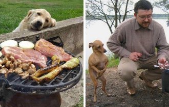 Эти собаки так трогательно выпрашивают еду, что им невозможно отказать! (41 фото + 10 гиф)