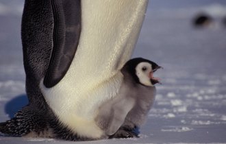 Скелет в шкафу милого животного. Зачем пингвины воруют детей друг у друга? (5 фото)