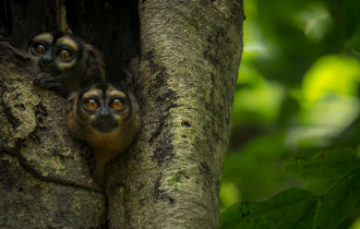 Мирикина: Живут в дуплах и орут как совы. Ночные приматы со скверными процедурами метки территории (7 фото)