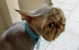 30 смешных кошек и собак до и после того, как они побывали у парикмахера (32 фото)