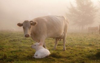 Как Бурёнки повлияли на наши гены? Зачем быкам в носу кольца? Почему коров нельзя не доить? (6 фото)