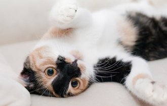 Редкие, необычные и потрясающе эффектные: топ-10 самых красивых кошек в мире (56 фото)