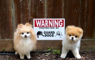 Опаснейшие звери за табличкой-Осторожно, злая собака (21 фото)