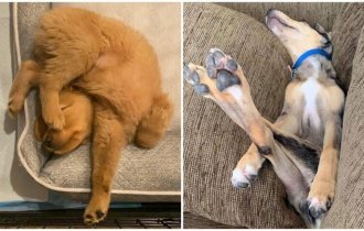 30 уморительных собак, которые заснули в самых странных позах (31 фото)